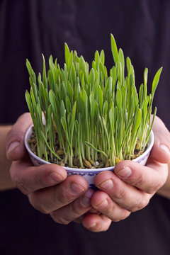 Growing grass