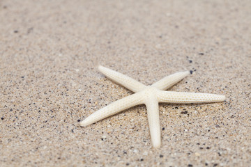 Starfish on white sand beach