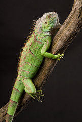 iguana