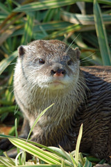 Otter