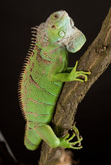 iguana