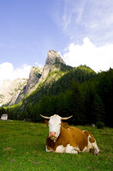 Fototapeta na wymiar Krowy w Alpach - Dolomity