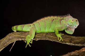 iguana