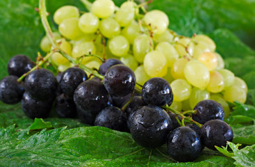 Assortment of grapes on a bed of leaves