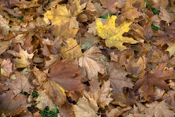 impression of leaves and autumn colors