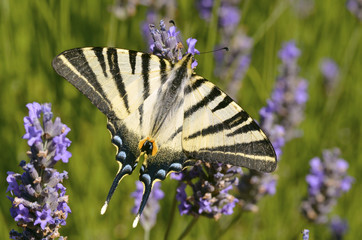 Scarce Swallowtail butterfly on lavender