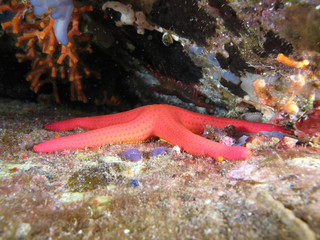 Red Starfish, prawn is also visible behind. Shotted in the wild.
