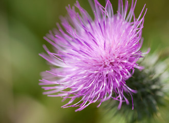 Distelblüte