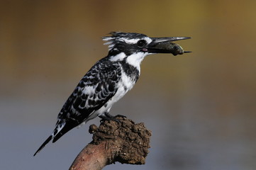 Fototapeta premium Pied Kingfisher (Ceryle rudis) with fish
