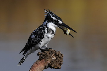Pied Kingfisher (Ceryle rudis) with fish