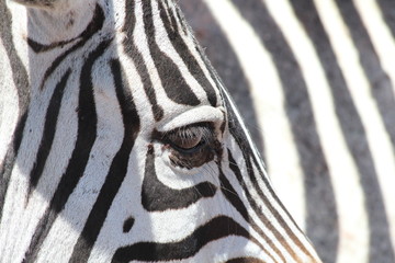 Close of of Zebra eye