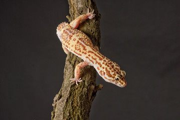 Gecko reptile