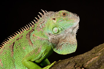 iguana