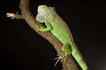 iguana