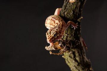 Gecko reptile