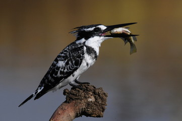 Obraz premium Малый пегий зимородок