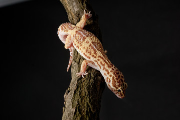 Gecko reptile