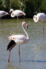 Greater Flamingo (Phoenicopterus roseus)