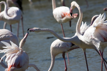 Greater Flamingo (Phoenicopterus roseus)