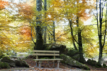 Banco en el bosque