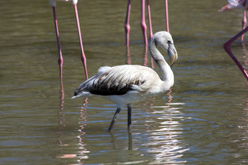 Naklejka premium Greater Flamingo (Phoenicopterus roseus) chick