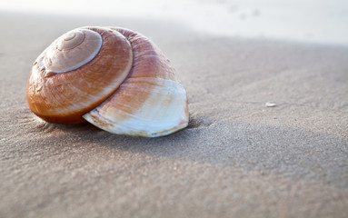 Seashell