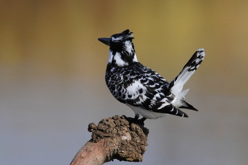 Fototapeta premium Pied Kingfisher (Ceryle rudis)