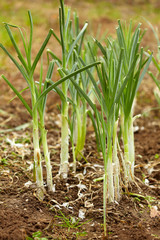 Leek soiled