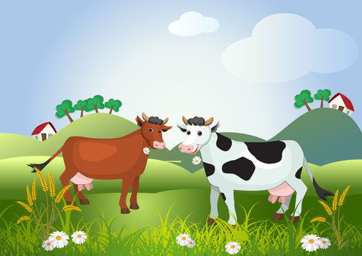 Two cows on meadow fields with flowers and farm