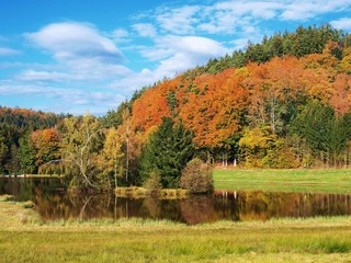 Forêt d'automne