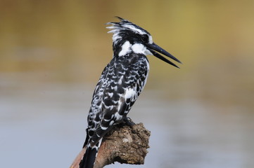 Pied Kingfisher (Ceryle rudis)
