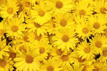 Yellow daisy background