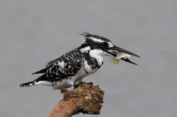 Pied Kingfisher with fish