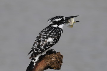 Pied Kingfisher with fish