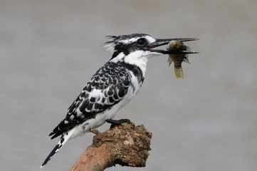 Pied Kingfisher with fish