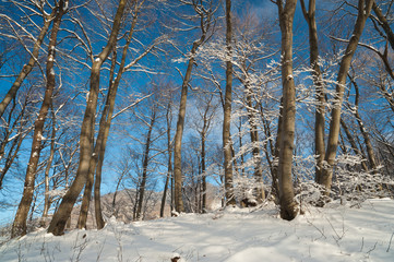 Winter forest in snow - 36416424