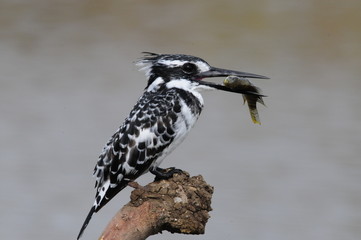 Pied Kingfisher with fish