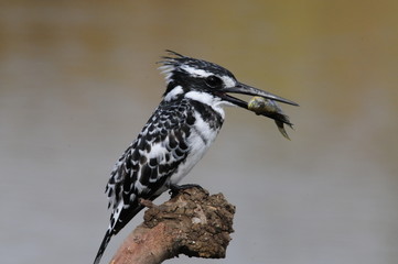 Pied Kingfisher with fish