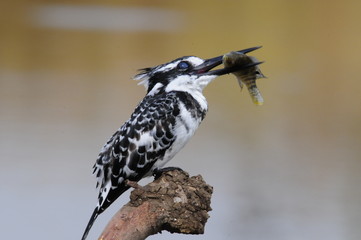 Pied Kingfisher with fish