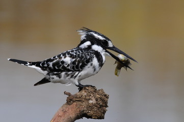 Pied Kingfisher with fish