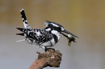 Pied Kingfisher with fish