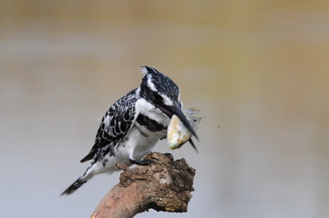 Pied Kingfisher with fish