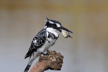 Pied Kingfisher with fish