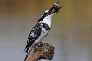 Pied Kingfisher with fish