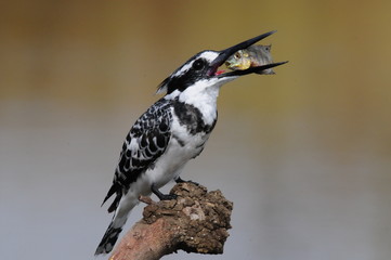 Obraz premium Pied Kingfisher with fish