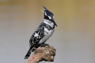 Pied Kingfisher