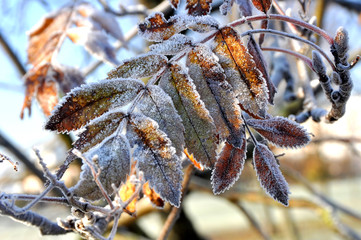 Frost covered autumn leaves in cold morning sunlight