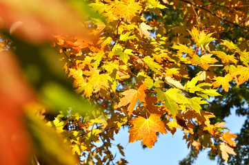 Autumn maple leaves with sunlight on tree branches