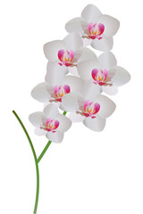 white and pink orchid branch
