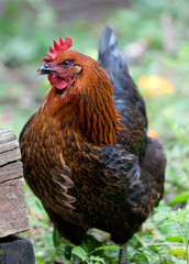 Chicken foraging in a garden